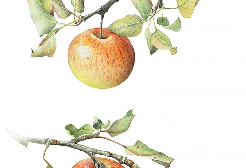 Windfall Apples by Cheryl Wilbraham