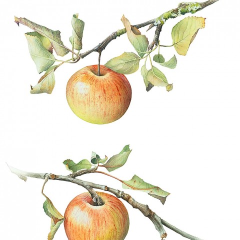 Windfall Apples by Cheryl Wilbraham