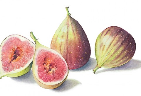 Figs by Cheryl Wilbraham