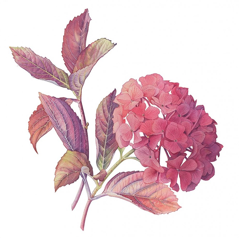 Autumn Hydrangea