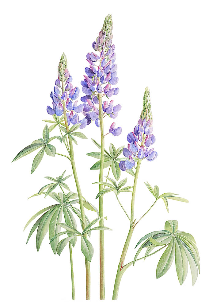 Lupin