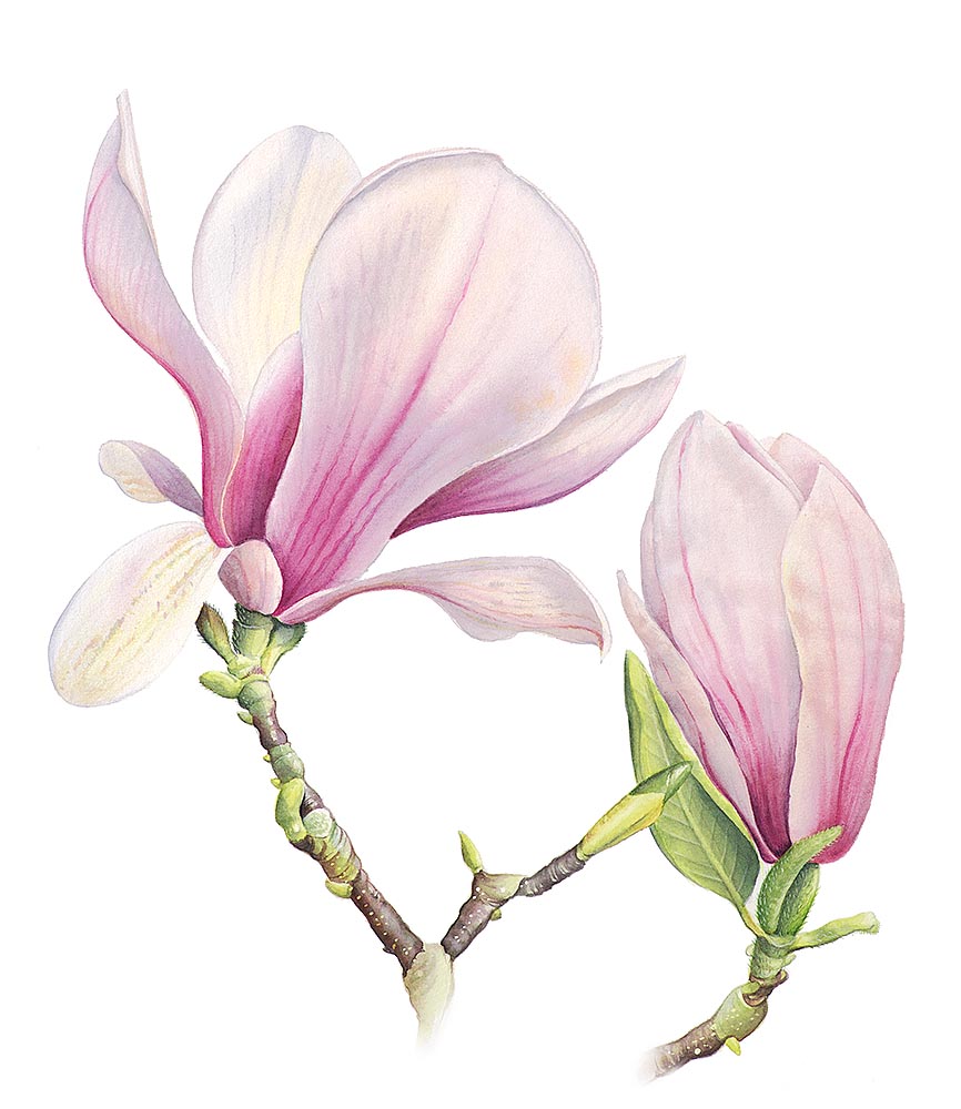 Magnolia Soulangeana