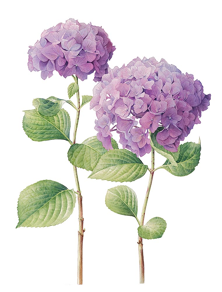 Hydrangea