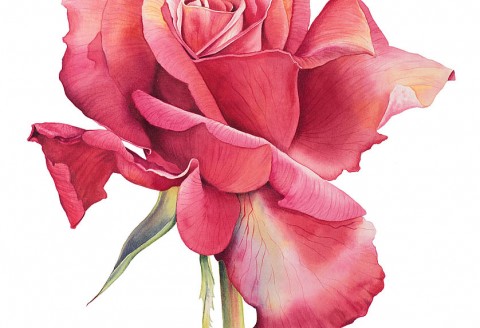 Rose by Cheryl Wilbraham
